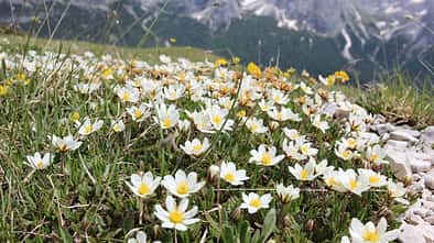 OD 0414 Südtirol Sextener Dolomiten Frühling Weiße Silberwurz Blumen Pflanzen Commons