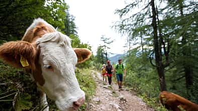 OD 0816 Touren Dachstein südwand