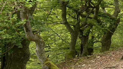 OD 1114 Urwaldsteig Knorreichen