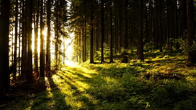 AL-Illu-Sonne-Baeume-Wald-_Rainer-Sturm_pixelio (jpg)