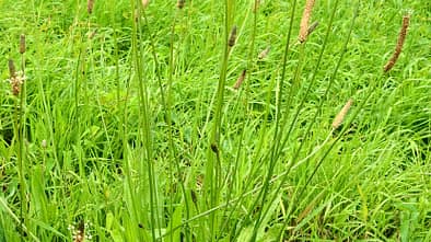 Od-essbare-Pflanzen-Spitzwegerich-Friederike-Take-botanikfoto-558272-L.jpg