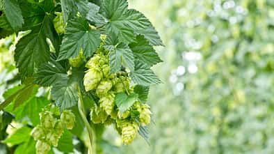 od-essbare-pflanzen-Hopfen_COLOURBOX9290548.jpg