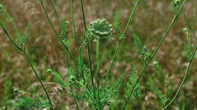 od-essbare-Pflanzen-Wilde-Moehre-botanikus_Daucus carota5-LOCHSTAMPFER.jpg