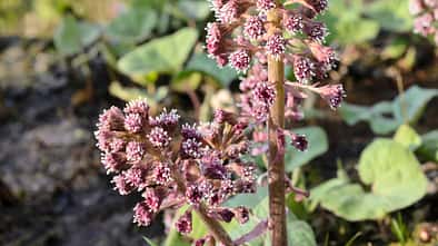 Od-essbare-Pflanzen-Gewoehnliche-Pestwurz-Steffen-Hauser-botanikfoto-507080-L.jpg