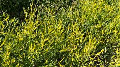 Od-essbare-Pflanzen-Gelber-Steinklee-Steffen-Hauser-botanikfoto-509050-L.jpg