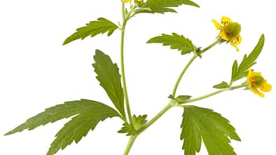 od-essbare-pflanzen-Echte_Nelkenwurz_shutterstock_520623388.jpg