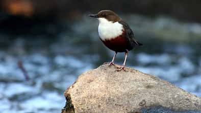 OD Wasseramsel Vogel Vögel Wasser pixelio