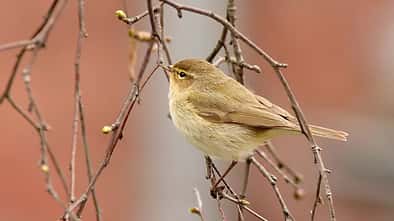 OD Tierwelt Singvögel Vogel Chiffchaff Zilpzalp