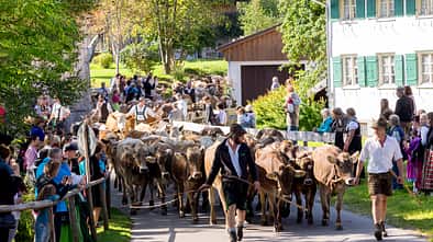 OD 2018 Pfronten Allgäu Almabtrieb Viehscheid Tradition Fest Event