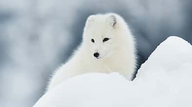 OD 2015 Fjällräven Polarfuchs Aktion Tiere