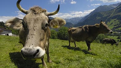 OD_0310_Tannheimer_Tal_03 (jpg)