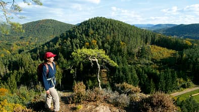 OD 1109 Pfaelzer Burgenweg 05 (jpg)