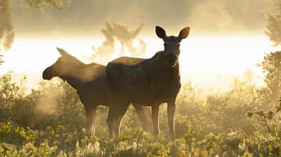 Outdoor-Destination Schweden