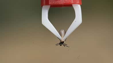European castor bean tick,Ixodes ricinus,plier,tick Zeckenzange