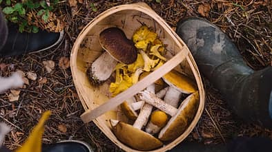 Pilze sammeln im Wald