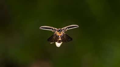 Firefly
