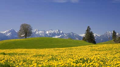 Frühling in Bayern - Löwenzahnfeld im Allgäu