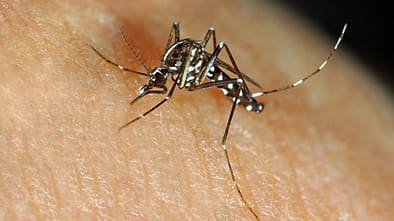 Asiatische Tigermücke (Aedes albopictus)