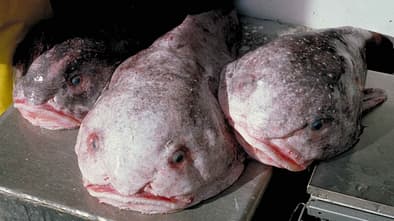 Fisch des Jahres: der Blobfisch