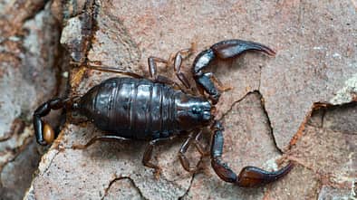 Alpentiere Skorpion
