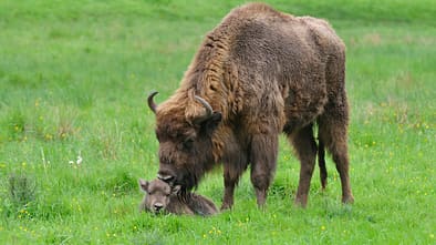 Wisent mit Kalb in Nordrhein-Westfalen