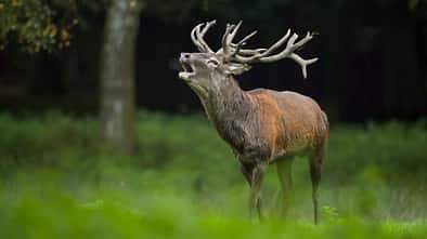 Hirsch