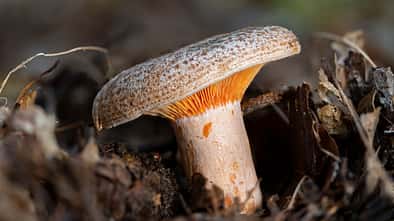 Edelreizker Pilz Edelreizker Pilz