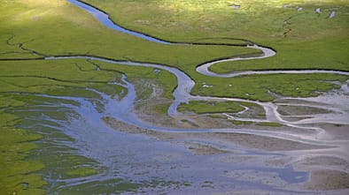 Luftbild von Prielen in einer Salzwiese im Nationalpark Niedersächsisches Wattenmeer