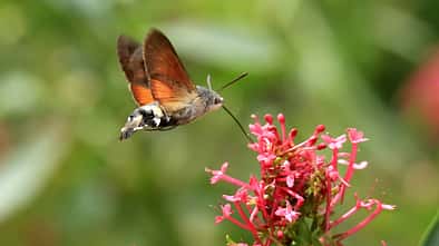 Schmetterling Falter Biologie Natur weltweit Taubenschwänzchen an Blume