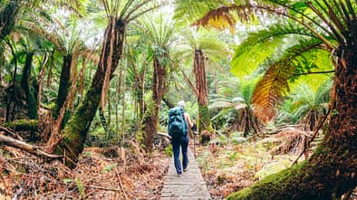 Wanderin in der Wildnis Tasmaniens
