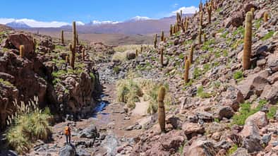 Chile Südamerika Landschaft Atacama Kaktustal