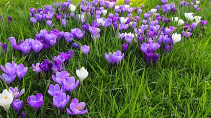 OD 2017 Frühling Krokusblüte Frühjahr Saisonstart OD 2017 Frühling Krokusblüte Frühjahr Saisonstart