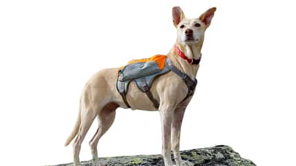 od-0118-tested-on-tour-ruffwear-hundetasche-foto-boris-gnielka (jpg) od-0118-tested-on-tour-ruffwear-hundetasche-foto-boris-gnielka (jpg)