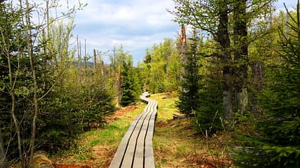OD-2018-Bayern-Sonderheft-Abenteuer_BayerischerWald_3_Unterwegs im Nationalpark_TVO (jpg) OD-2018-Bayern-Sonderheft-Abenteuer_BayerischerWald_3_Unterwegs im Nationalpark_TVO (jpg)