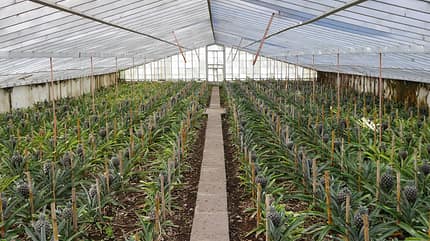 od-philip-duckwitz-azoren-reisebericht-20-ANANAS (jpg) od-philip-duckwitz-azoren-reisebericht-20-ANANAS (jpg)