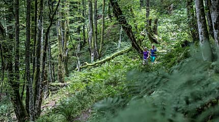 od-1115-wandern-vogesen-elsass-frankreich-001 (jpg) od-1115-wandern-vogesen-elsass-frankreich-001 (jpg)