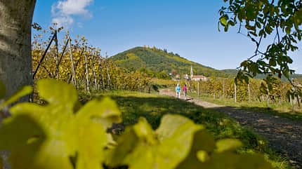od-2012-elsass-vogesen-frankreich-herbst-(16) (jpg) od-2012-elsass-vogesen-frankreich-herbst-(16) (jpg)