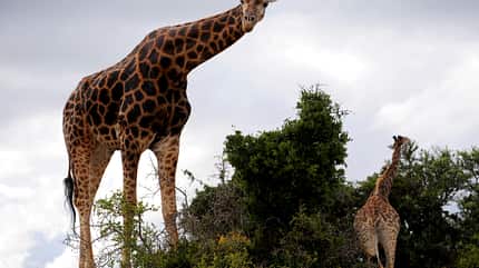 Südafrika zum Durchklicken 72 Südafrika zum Durchklicken 72