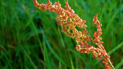 OD 1010 kraeuter sauerampfer (jpg)