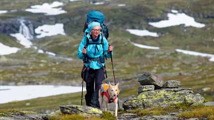 OD 2016 Trekking mit Hund Hardangervidda Norwegen OD 2016 Trekking mit Hund Hardangervidda Norwegen