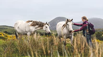 od-0419-connemara-Irland-5 (jpg) od-0419-connemara-Irland-5 (jpg)