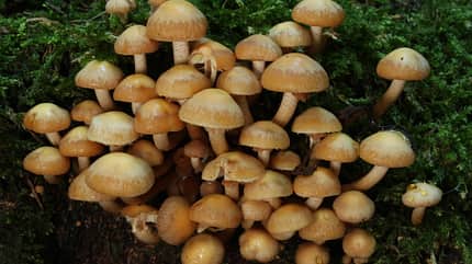 od-die-wichtigsten-herbstpilze-Stockschw