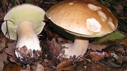 od-die-wichtigsten-herbstpilze-steinpilz (jpg)