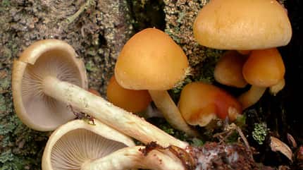 od-die-wichtigsten-herbstpilze-rauchbl