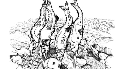 OD 0318 Know How Fisch am Feuer Steckerlfisch Illustration OD 0318 Know How Fisch am Feuer Steckerlfisch Illustration
