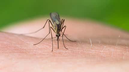OD 2016 Stechmücke Mücken Fliegen Insekten Moskito Sommer Tropen OD 2016 Stechmücke Mücken Fliegen Insekten Moskito Sommer Tropen