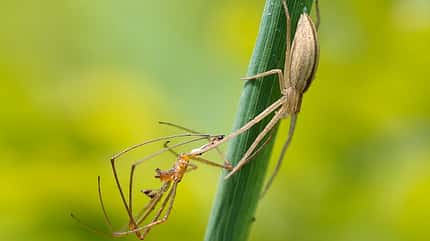 pfui-spinne-9b (jpg) pfui-spinne-9b (jpg)