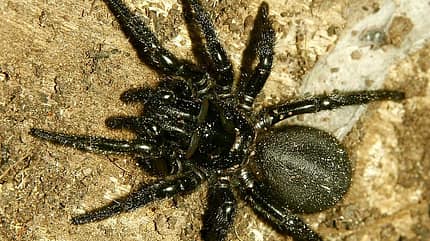 pfui-spinne-1 (jpg) pfui-spinne-1 (jpg)