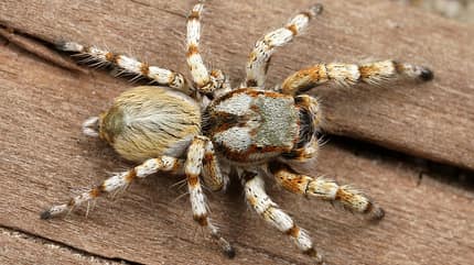 pfui-spinne-6 (jpg) pfui-spinne-6 (jpg)