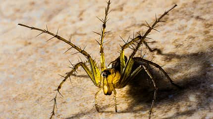 pfui-spinne-7 (jpg) pfui-spinne-7 (jpg)
